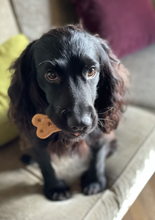 Load image into Gallery viewer, Personalised bone dog biscuits freeshipping - Queens of the Bone Age