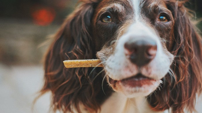 Dog treats you should avoid feeding your pup