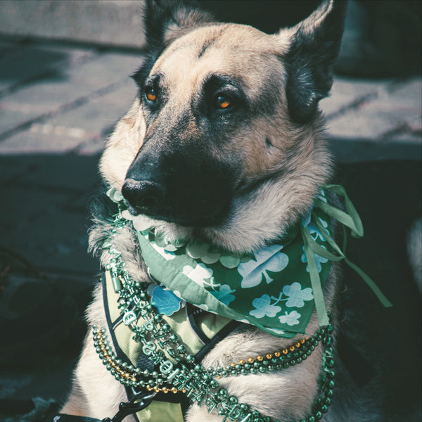 Five ways to celebrate St Patrick's Day with your dog